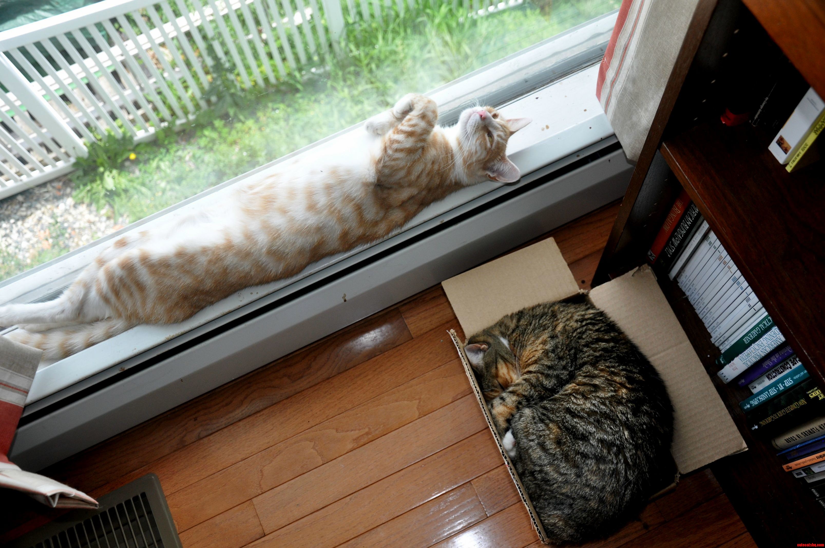 Sunshine and Olive Have Very Different Sleeping Styles