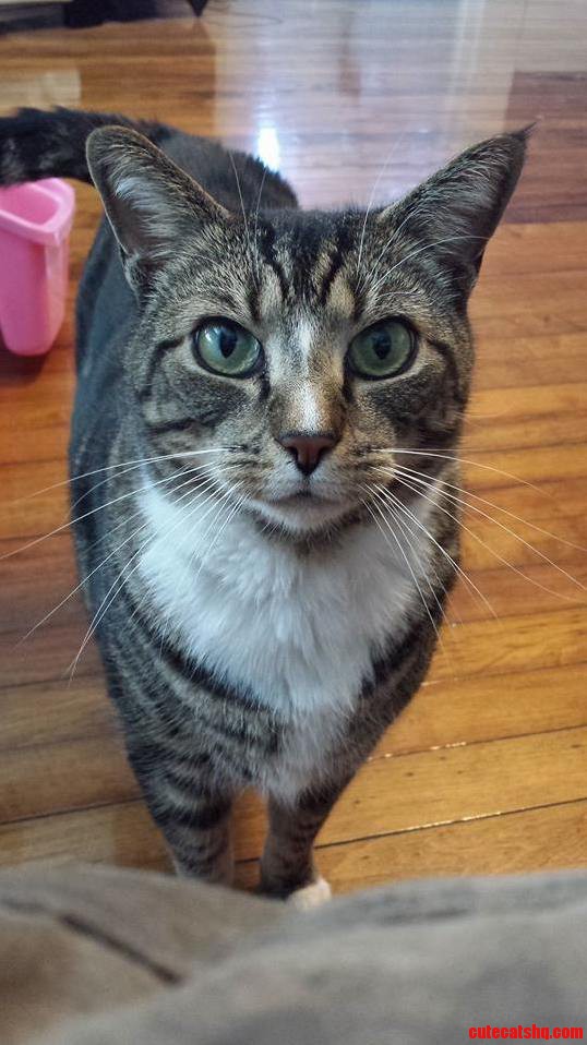 Super Serious Cat