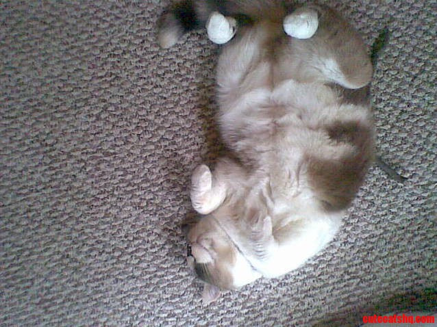 Sweet Lovely Furry Dumpling