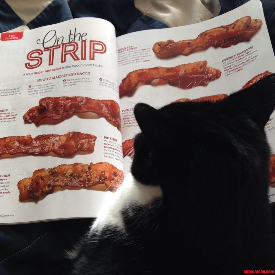 Tabi Wants Bacon
