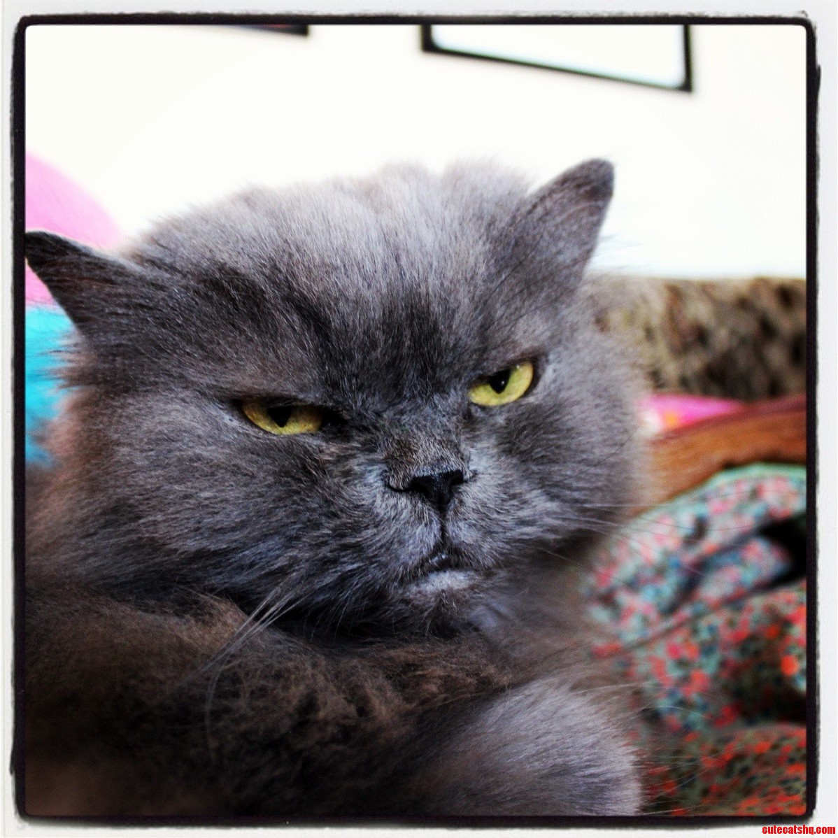 Taloo Is Not Amused to Find Out Dogs Were Gonna Visit.