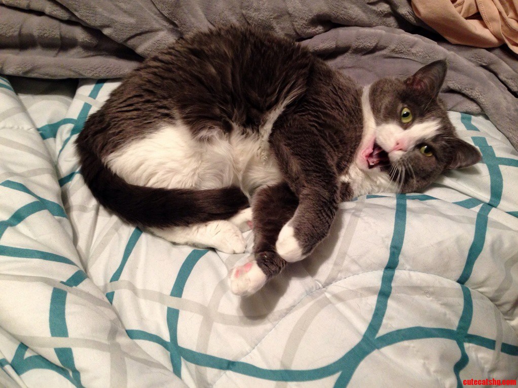 Tank Is Insulted I Took a Photo of Her Bad Side