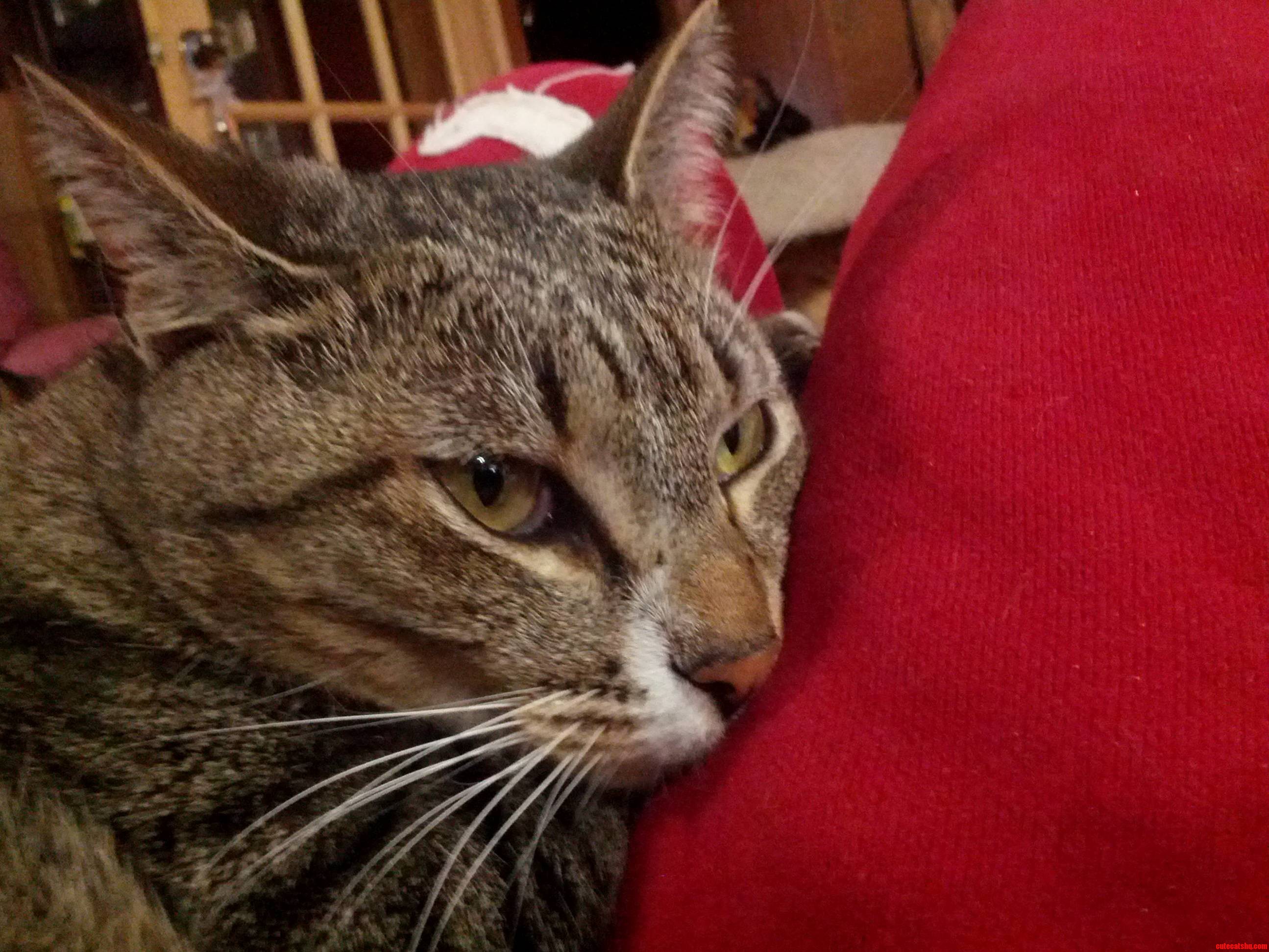 Tanker Will Be 2 Years Old This Year but Still Has the Spirit and Energy of a Little Kitten.