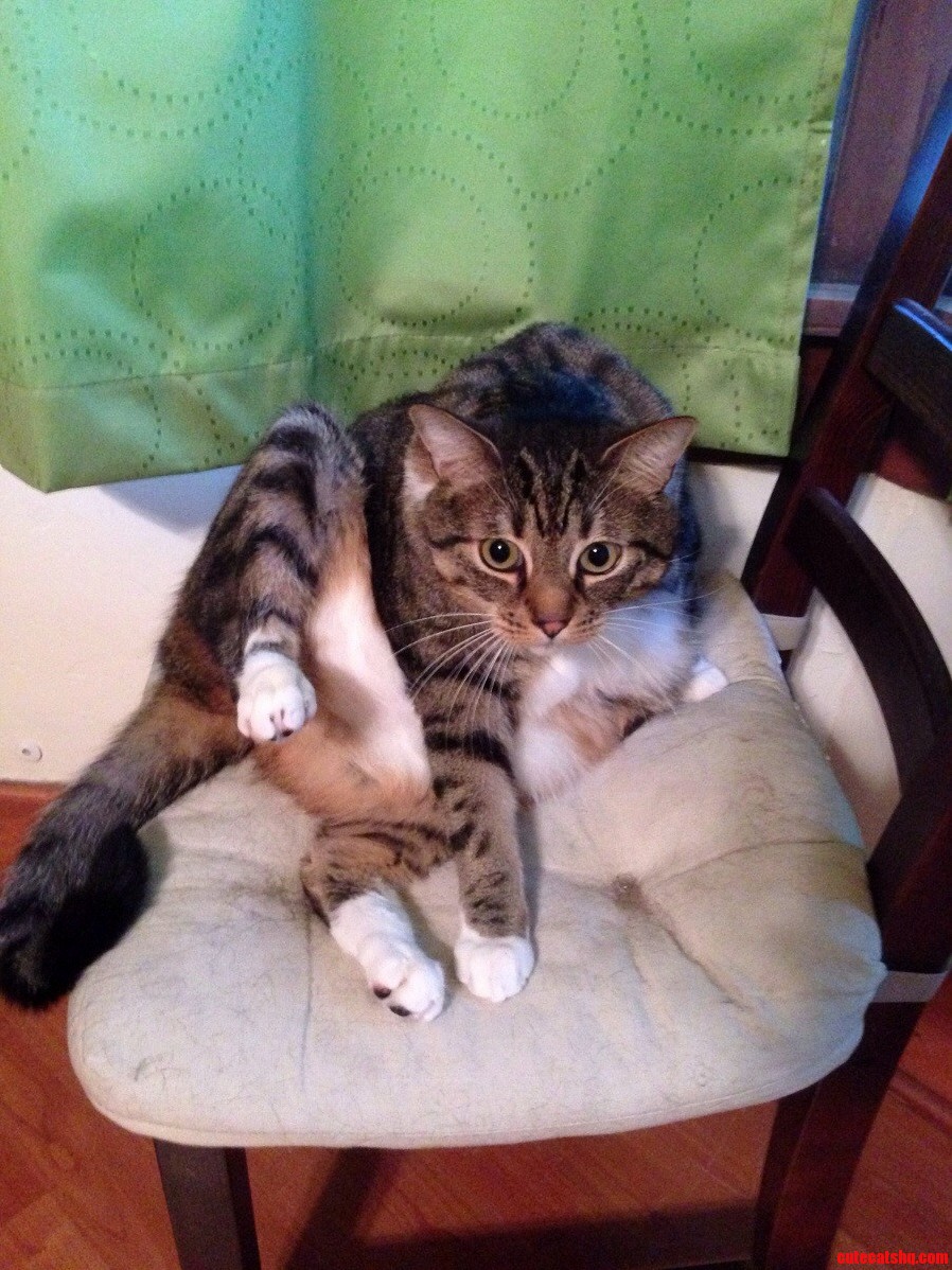 That Awkward Frozen-cat Pose When You Walk Into the Room...
