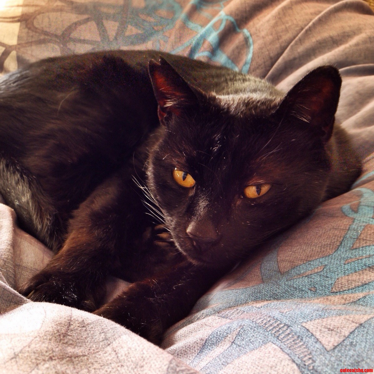 That Look When You Dont Want to Get Out of Bed in the Morning.