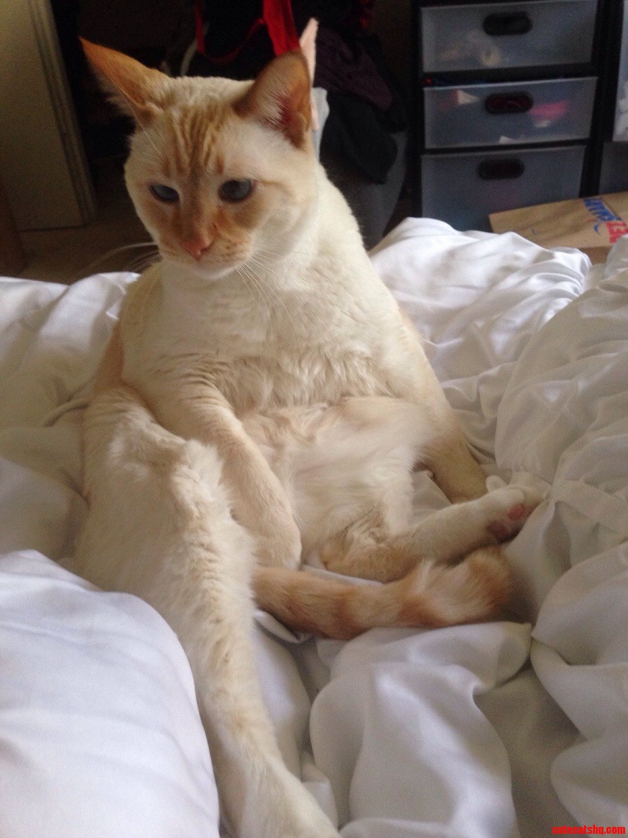 Thats My Cat.