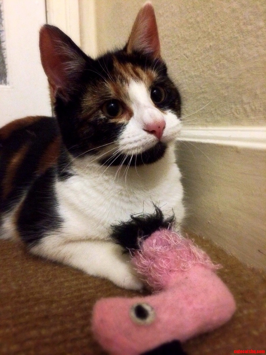 The Bear Caught an Unusual Bird Today.