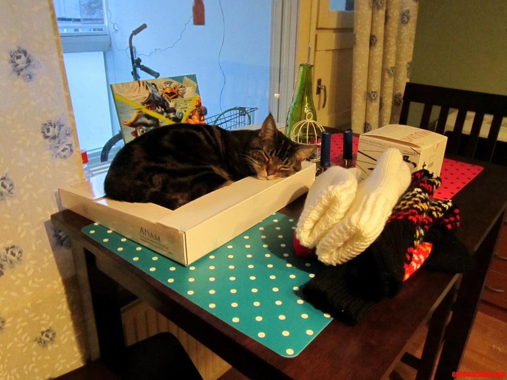 The Bestest Sleeping Place Ever