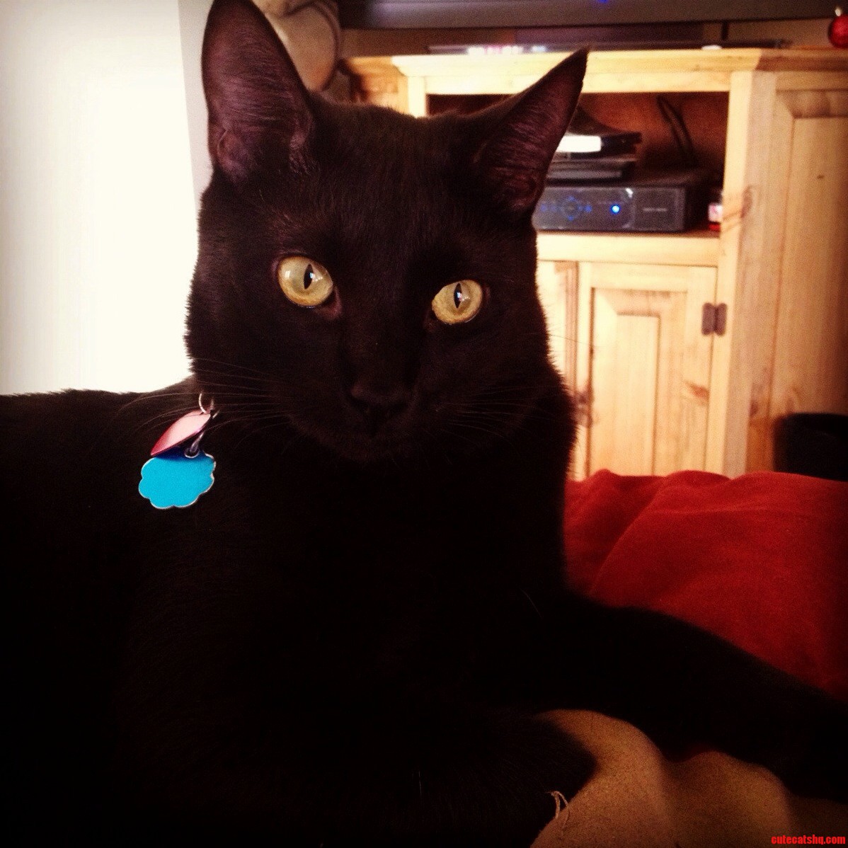 The Black Cookie. aka Newton