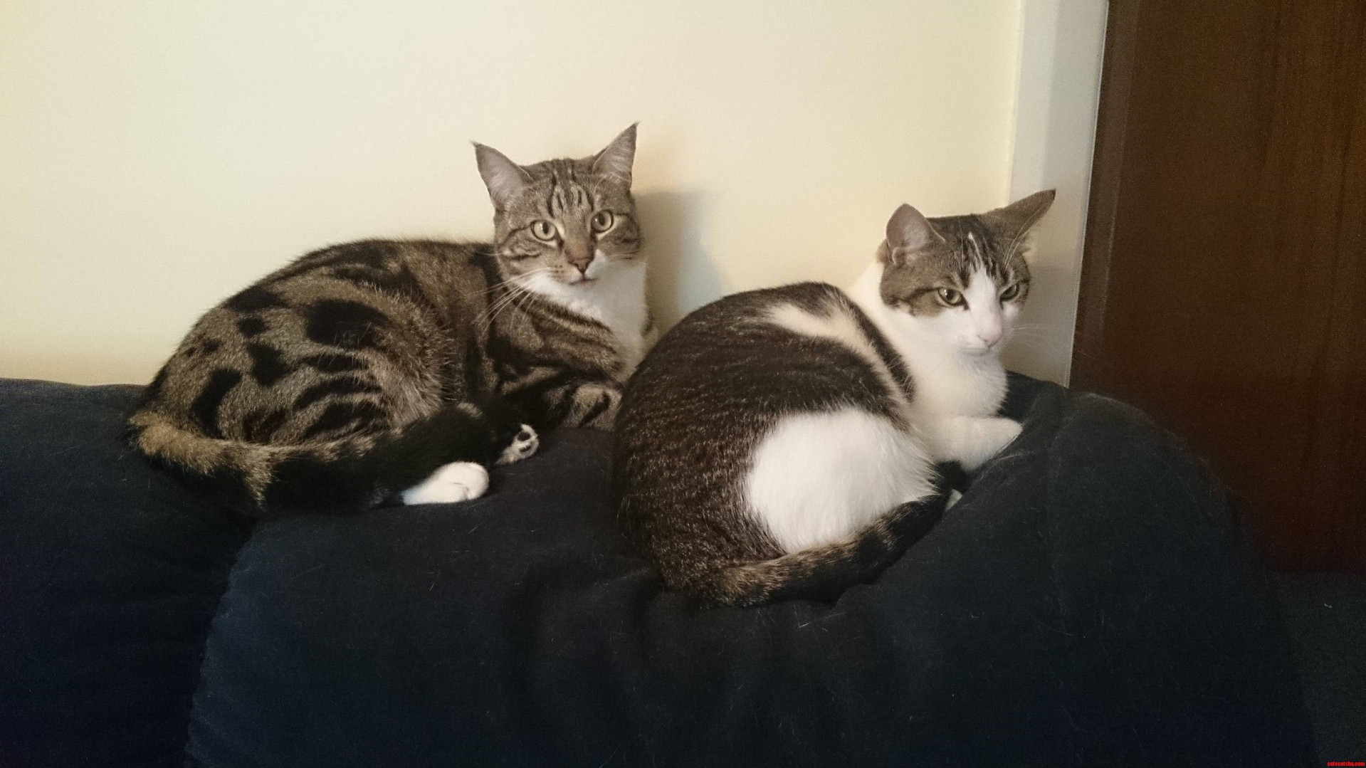 The Boys Putting More Fur on the Couch