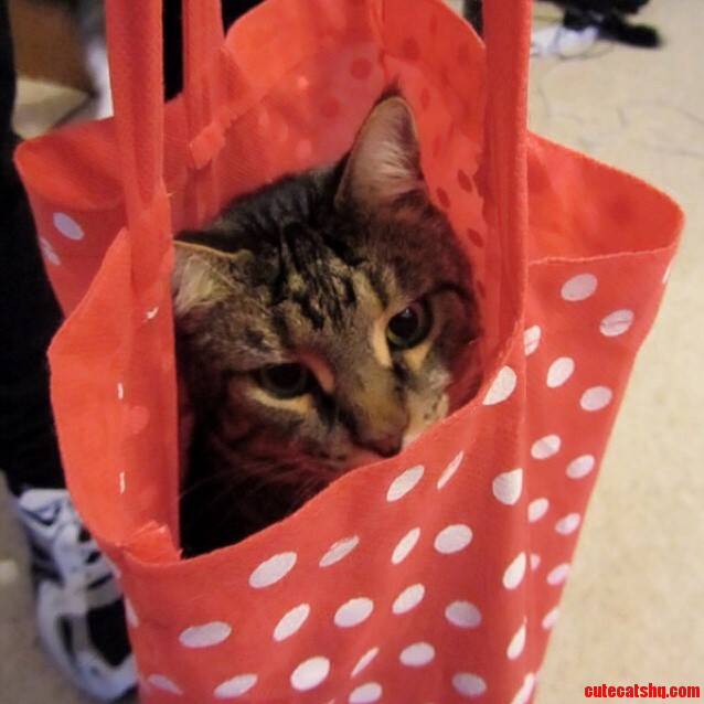The Cat Is Not Out of the Bag Just Yet.