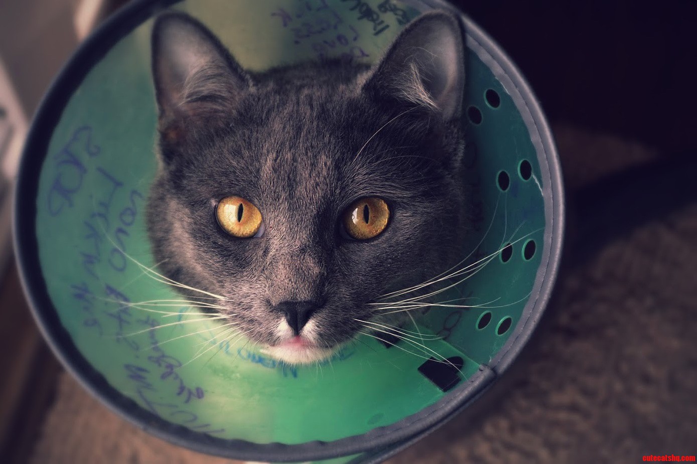 The Cone of Shame. We Got Our Friends to Sign It for Moral Support in His Time of Need.