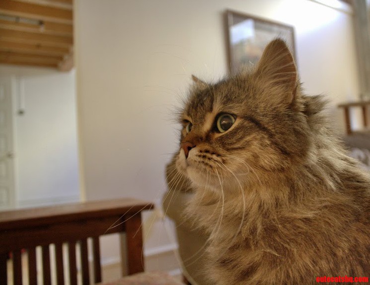 The Couch Behind Her Is the One She Hid Under for a Month Still Nervous but Shes Doing Well.