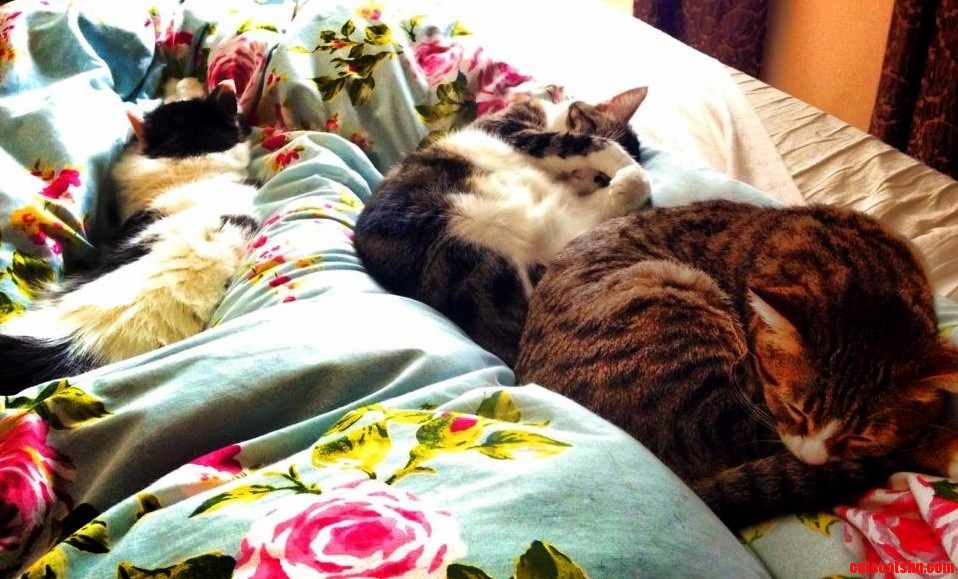 The Fifth Annual Sleep-off Is Well Under Way Here at the Denny Household