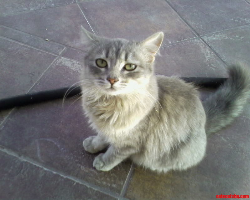 The Fluff Is Judging Me.