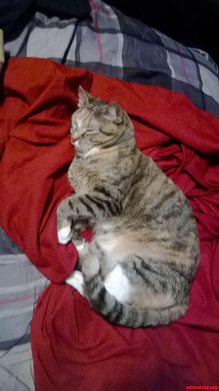 The Happiest Cat Ever