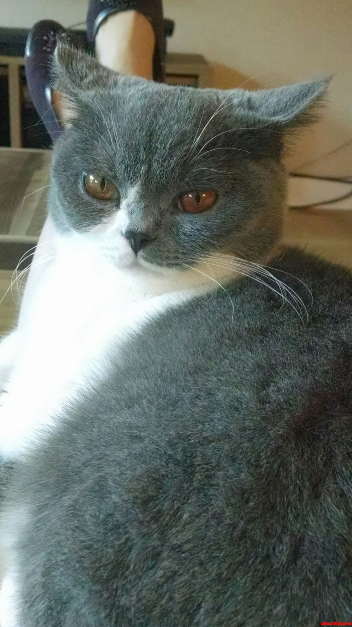 The Look Grunt Gives Me When He Wants Me to Punch Him in the Face Cheeks . I Have Finally Figured It Out.