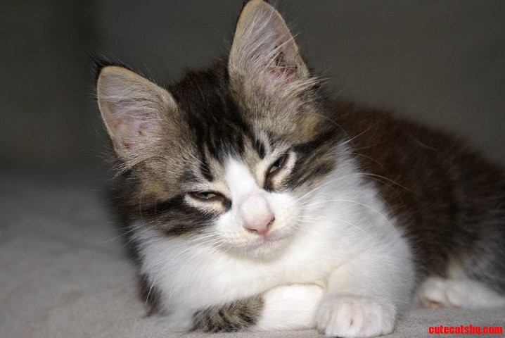 The Most Interesting Cat in the World....i Dont Always Purr....