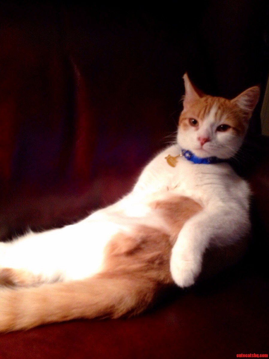 The Most Interesting Cat in the World