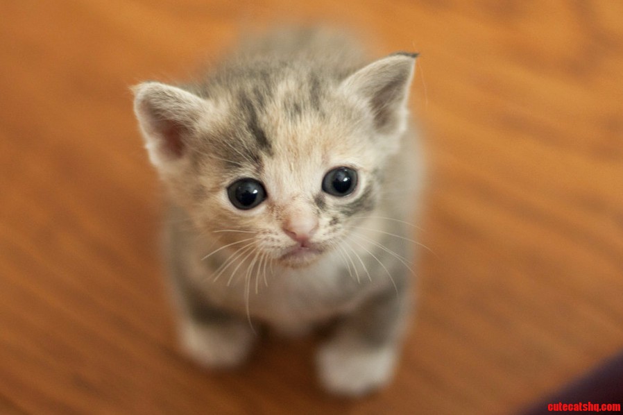 The Runt of This Litter of Foster Kitties Is a Tiny Bundle of Melt
