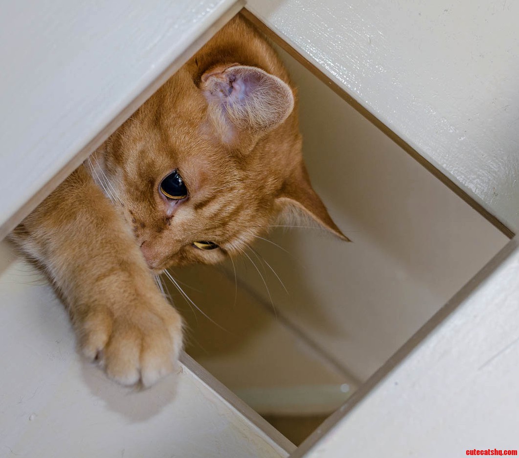 The Stair Ninja Just Before He Strikes at Unsuspecting Feet Passing by