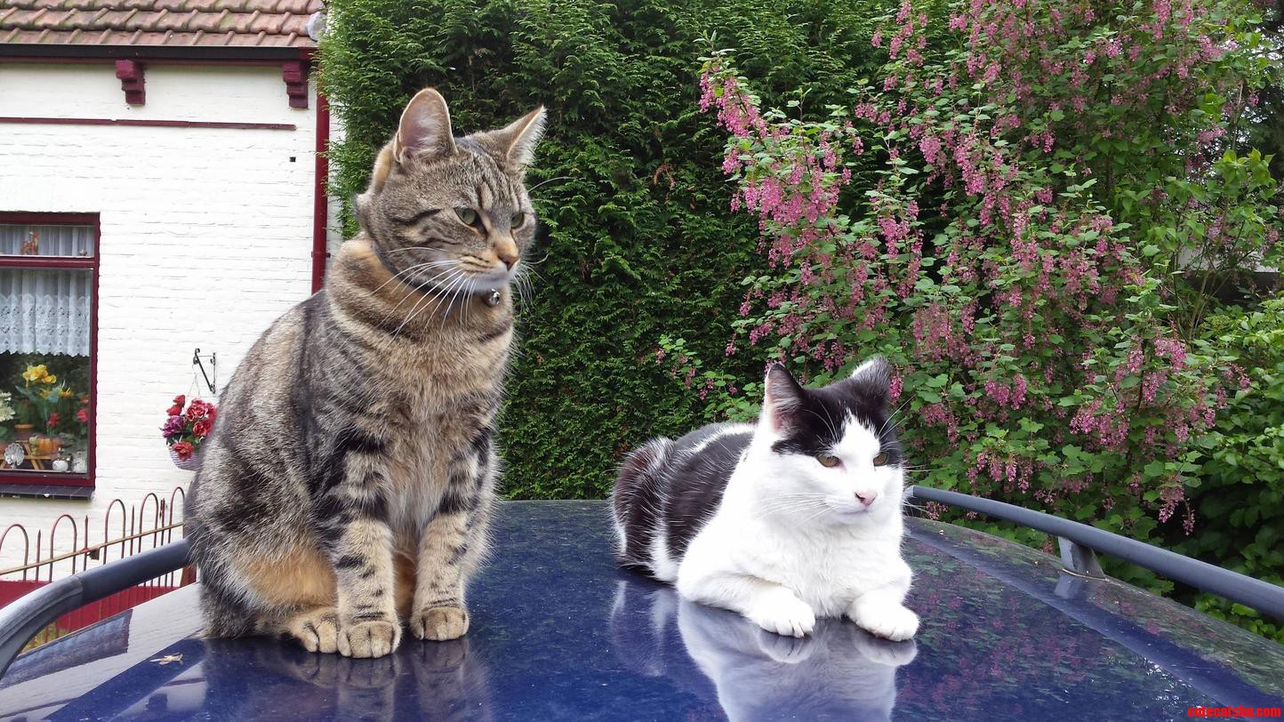 These 2 Best Friends Are Guarding Our House