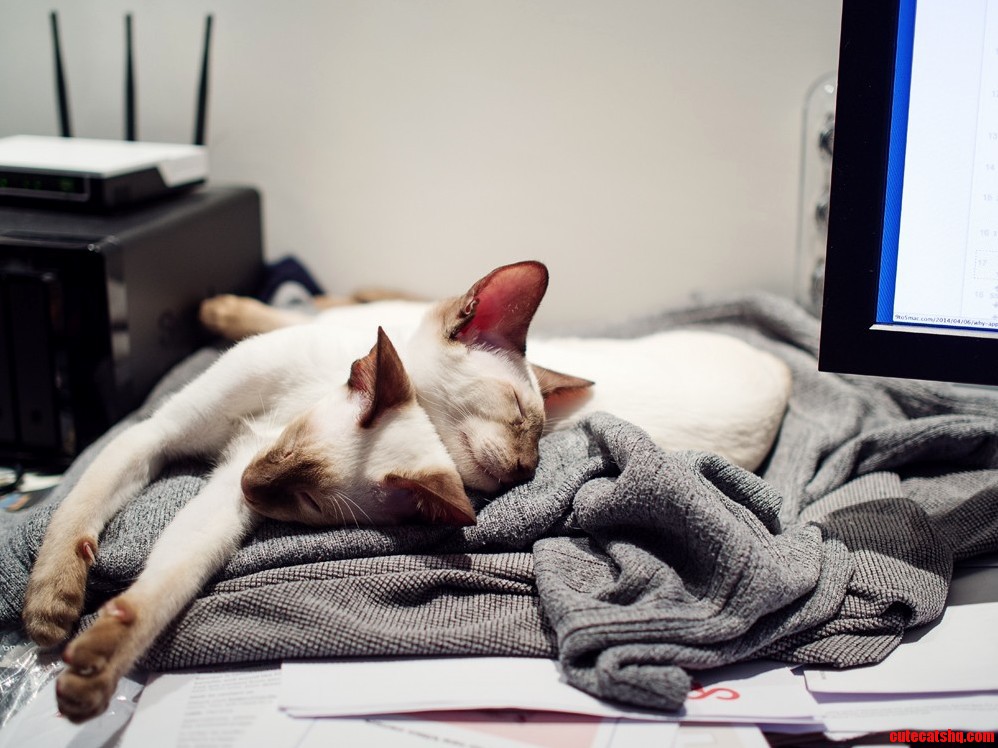 These Are My Own Adorable Models for Rcats