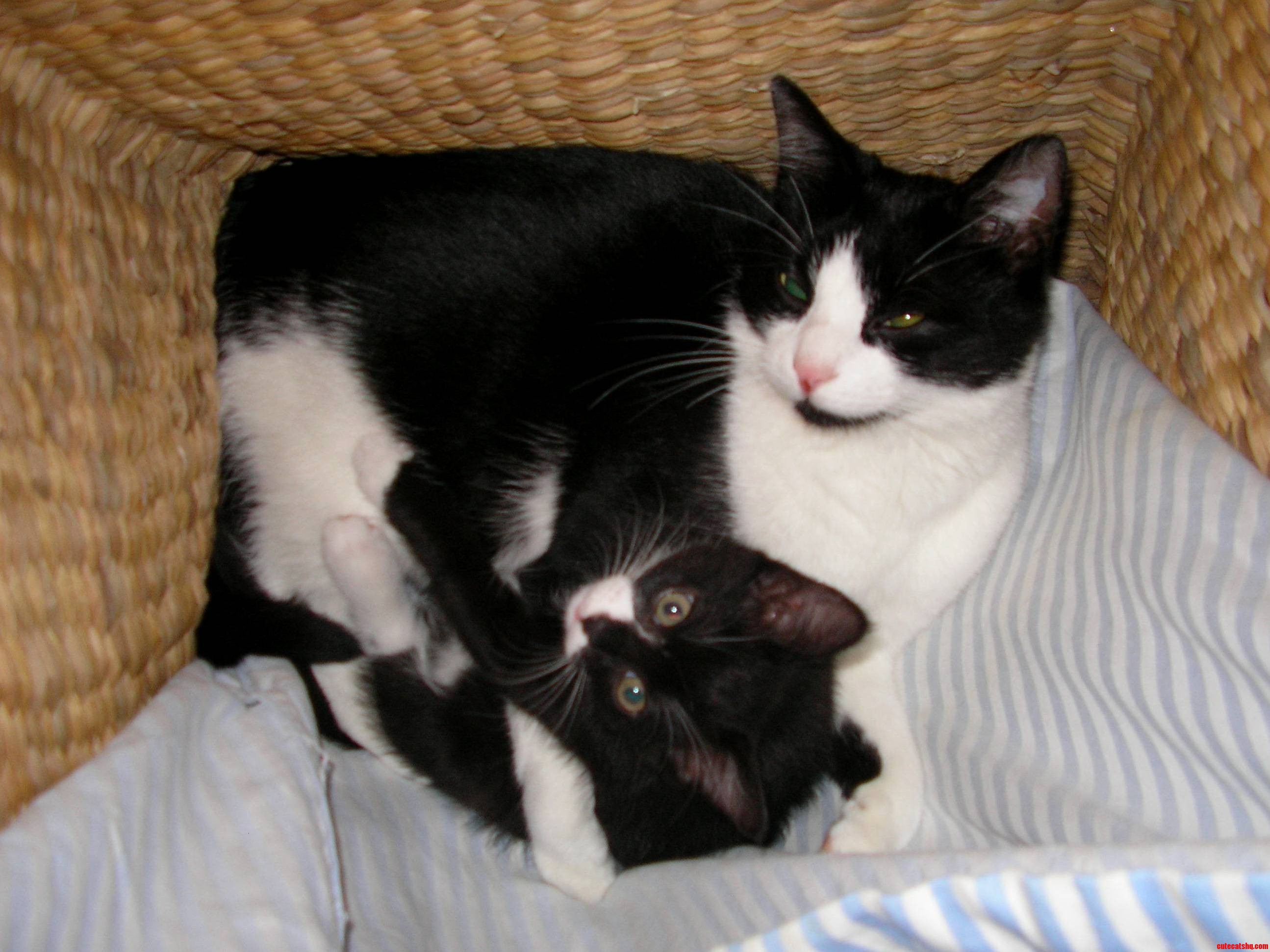They Always Cuddled Up in the Laundry Basket