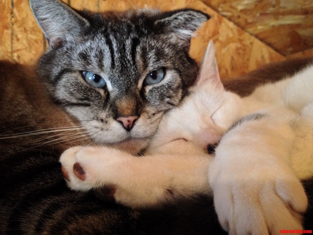 They Are Buddies