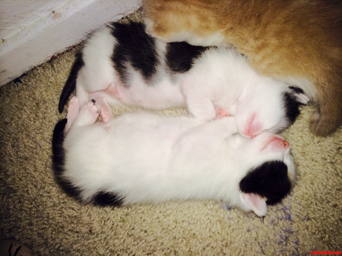 They Are Even Adorable Sleeping