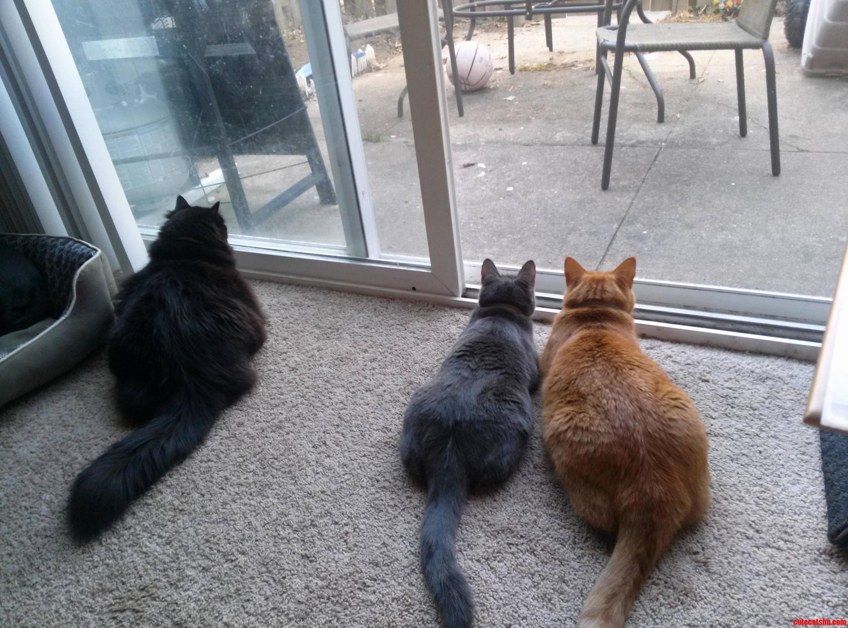 They See a Bird Lol