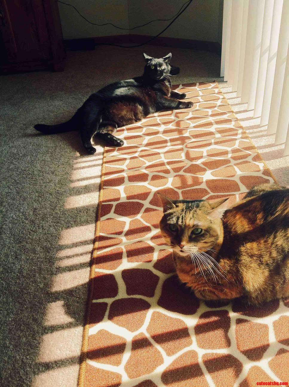 They Take Every Chance They Get to Sunbathe.