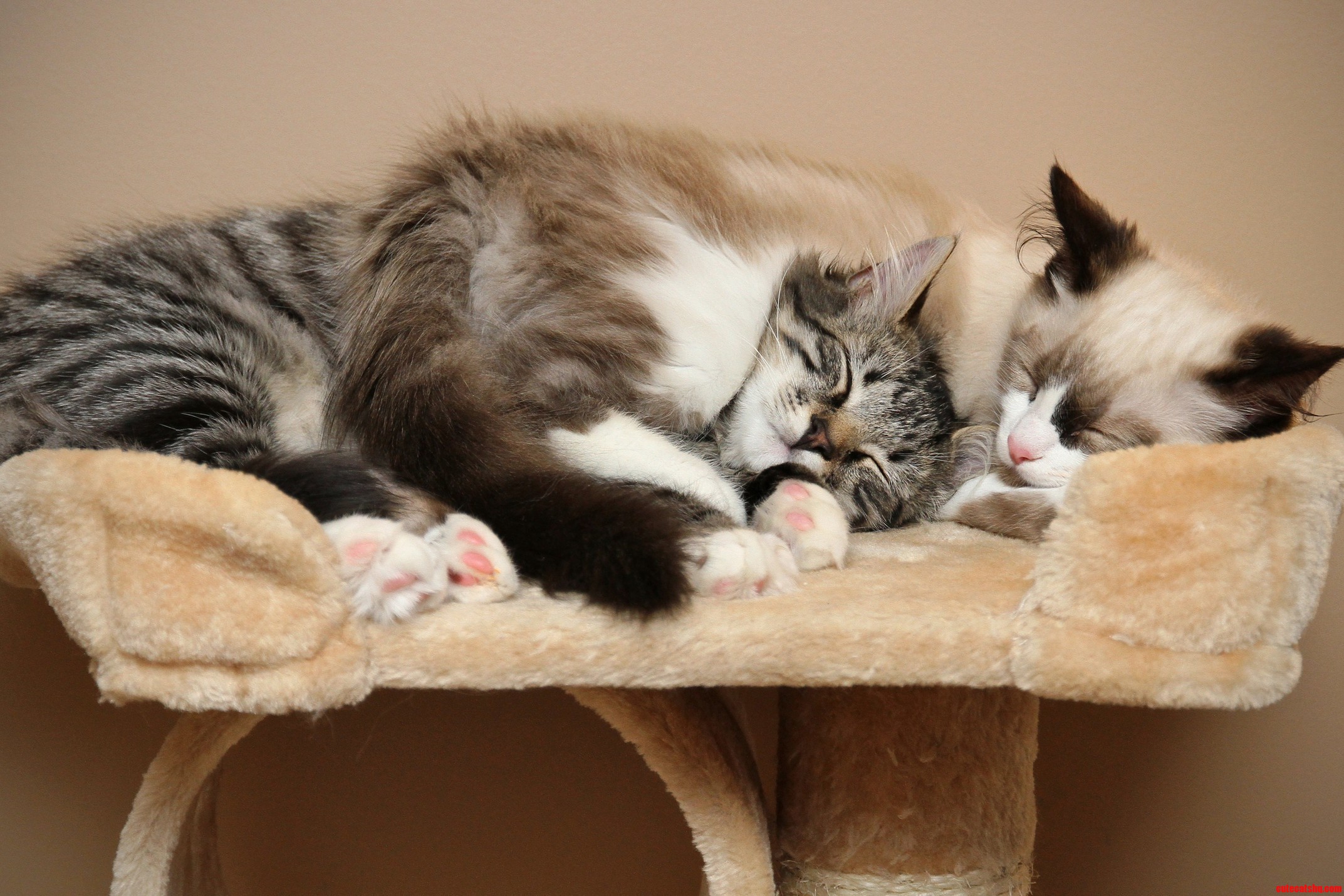 Theyre Cozy