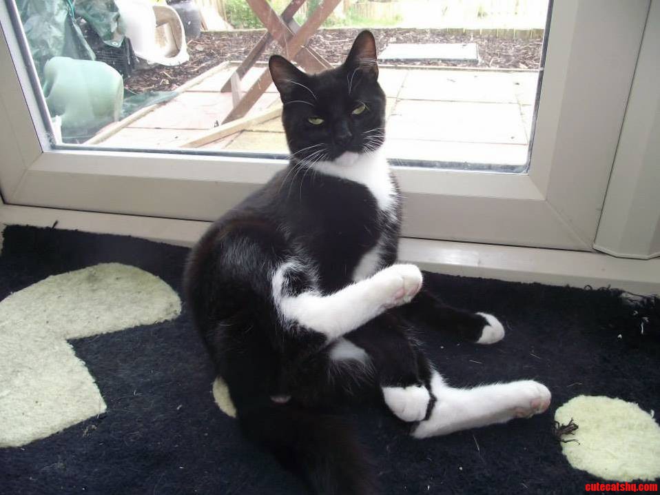 Think I Interrupted Him Mid Clean Not Impressed.