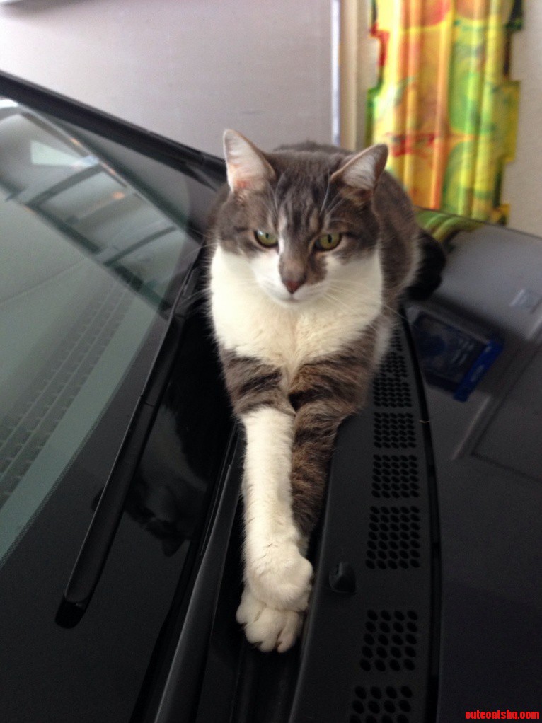 This Asshole Plays the Garage Door Game with Me Every Day.