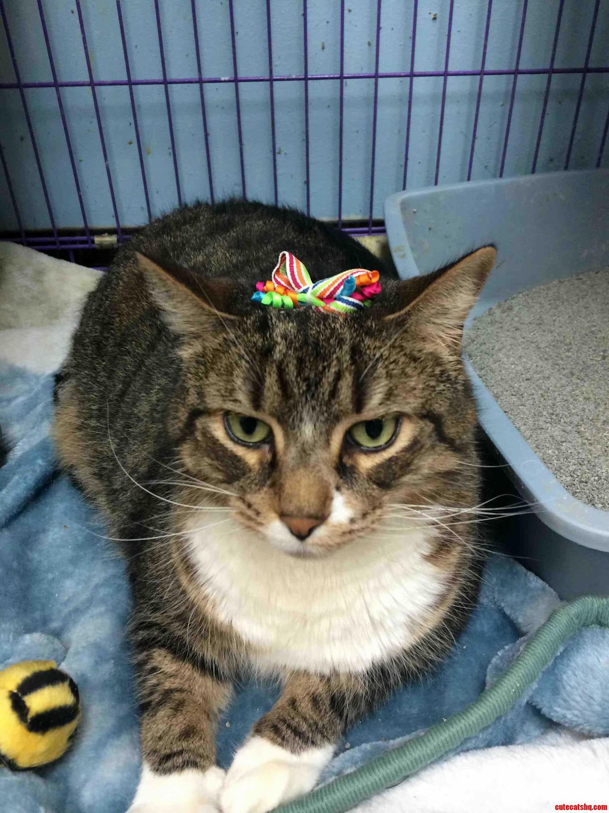 This Cat Does Not Approve of the Bow in His Hair.