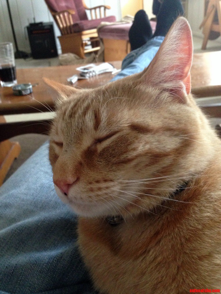 This Cat Was Abandoned in the Middle of Winter Bleeding and Very Close to Dying. a Year Later She Is Completely Healthy and Has a Home. Meet Ditka.