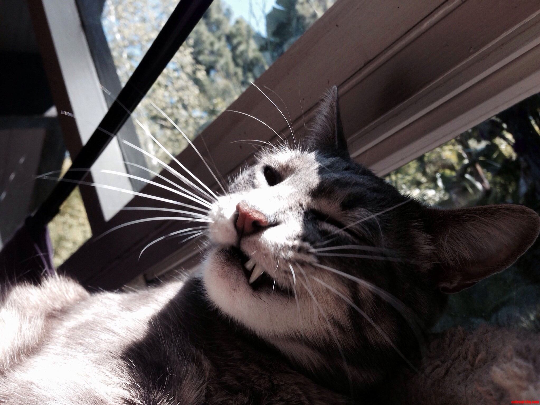 This Face Indicates That I Ve Reached the Maximum Number of Belly Rubs Allowed