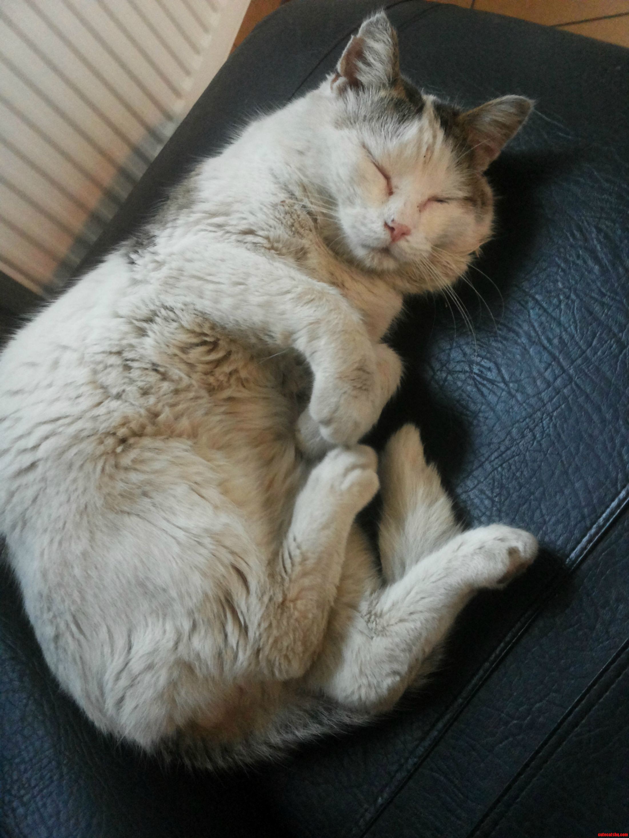 This Is a Homeless Cat at My University. He Is Scruffy and Dirty but Warm Fed
