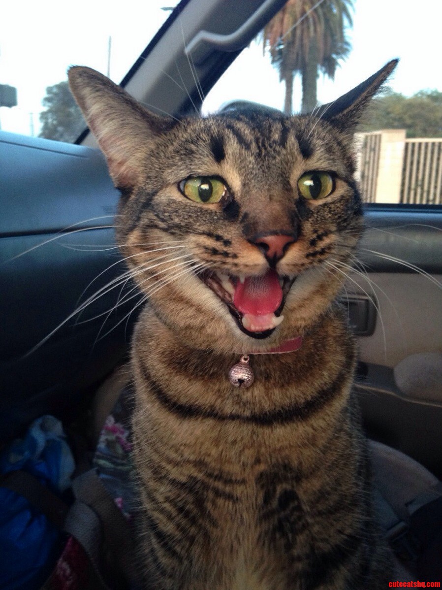 This Is Bobbi Puma Panting During a Car Ride