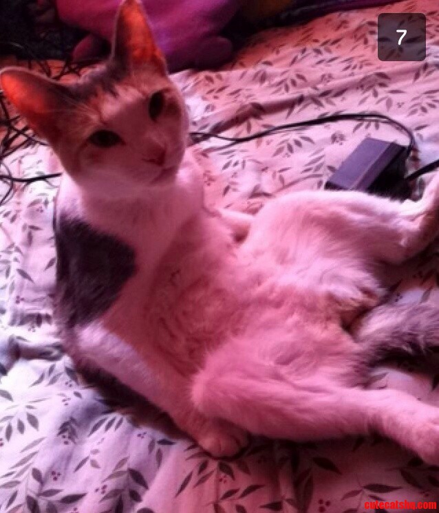 This Is Daisy...