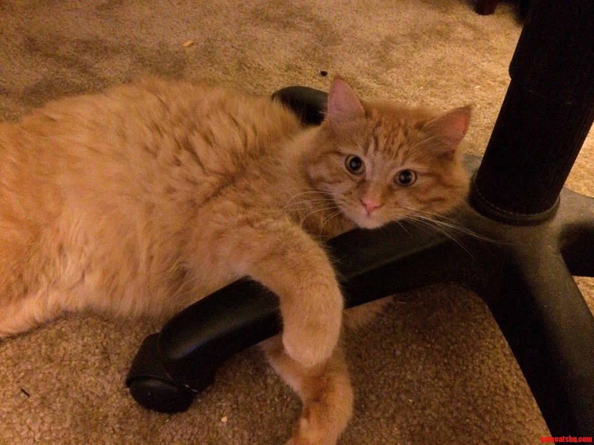This Is Donut Cuddling My Office Chair.