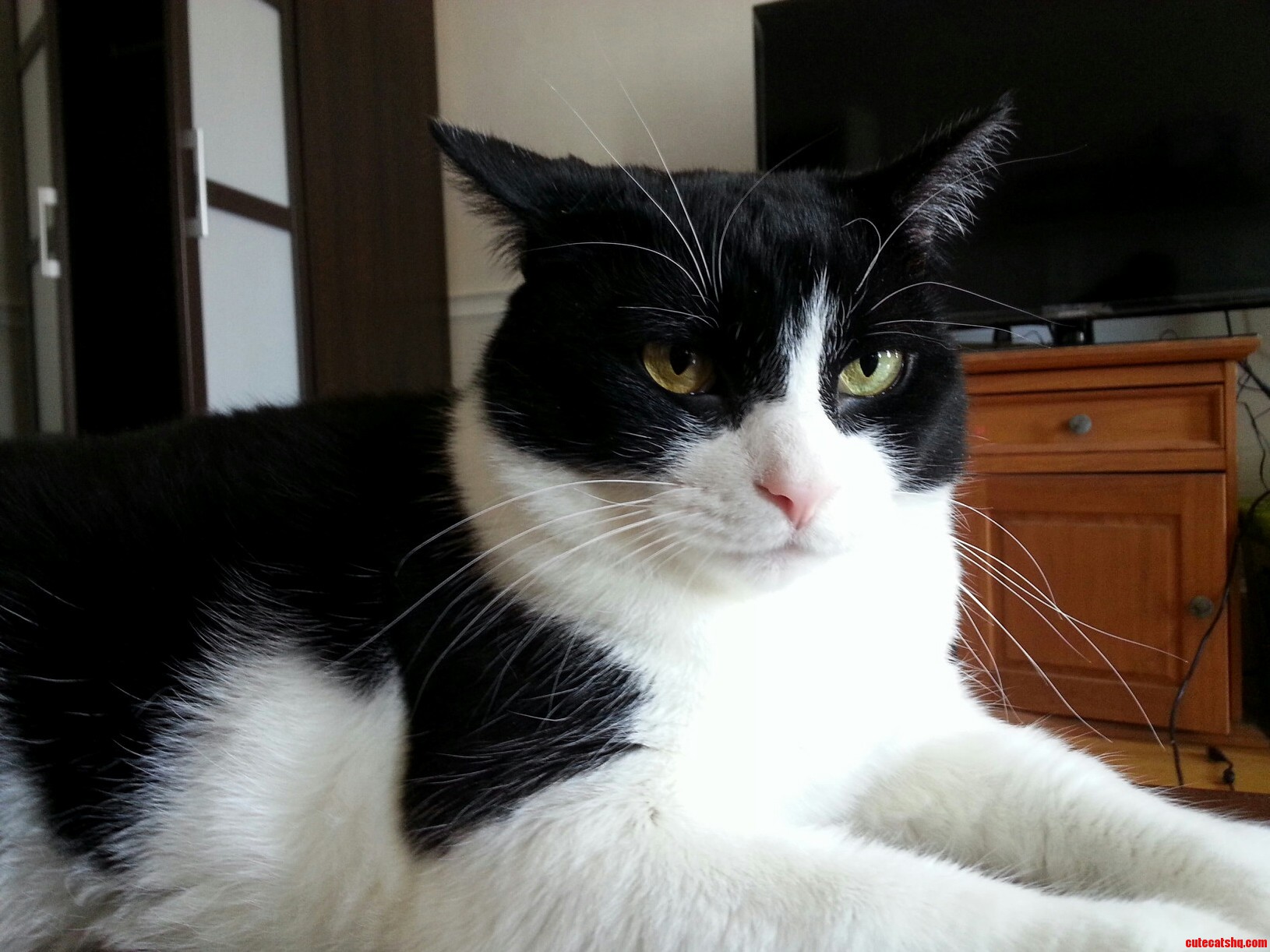 This Is Finnegan. This Is the Face She Makes When She Farts on the Coffee Table