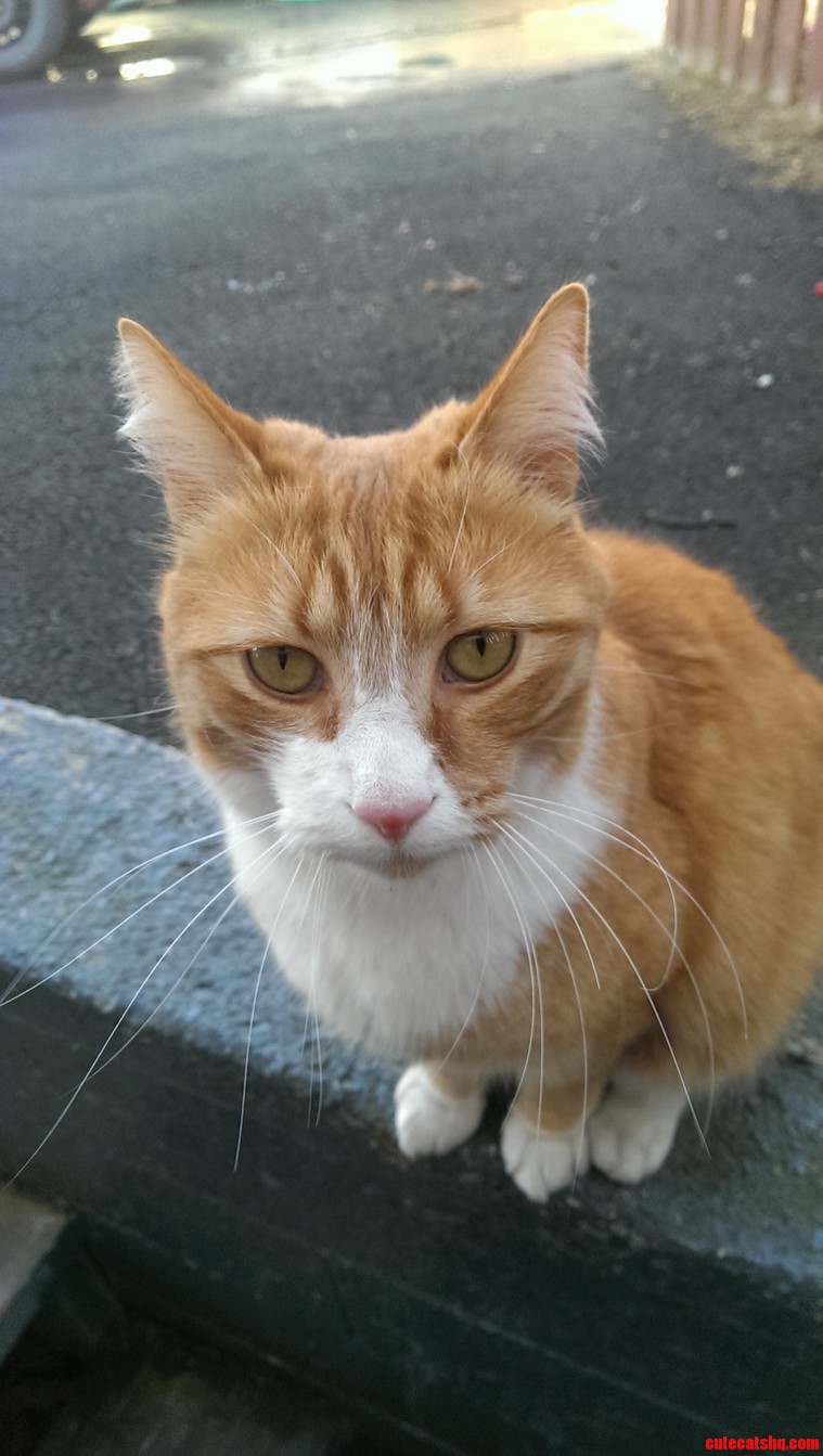 This Is Greg He Is My Neighbors Kitty. He Always Comes Over to Say Hi If Im Outside.