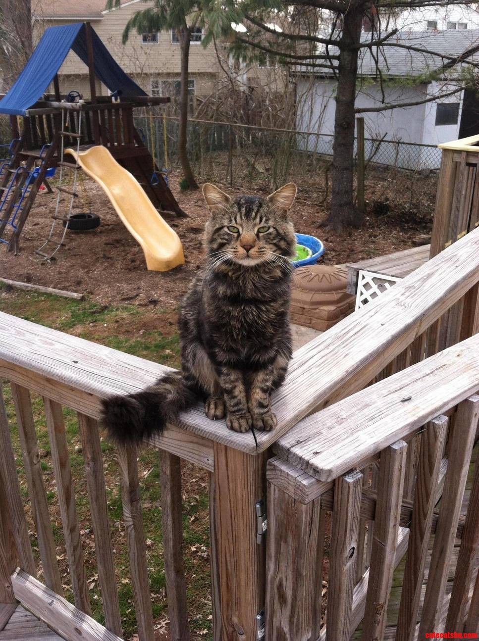 This Is Horatio the Destroyer of Worlds. Part Cat Part Gargoyle.