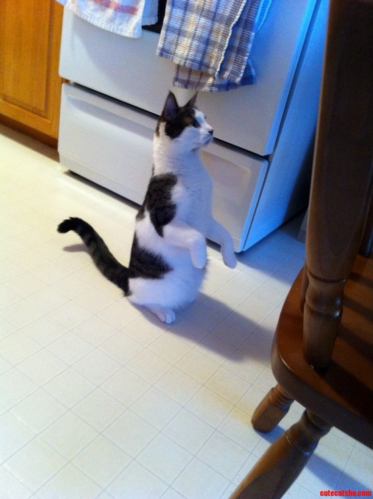 This Is How Marvin Sits When Asking for Food