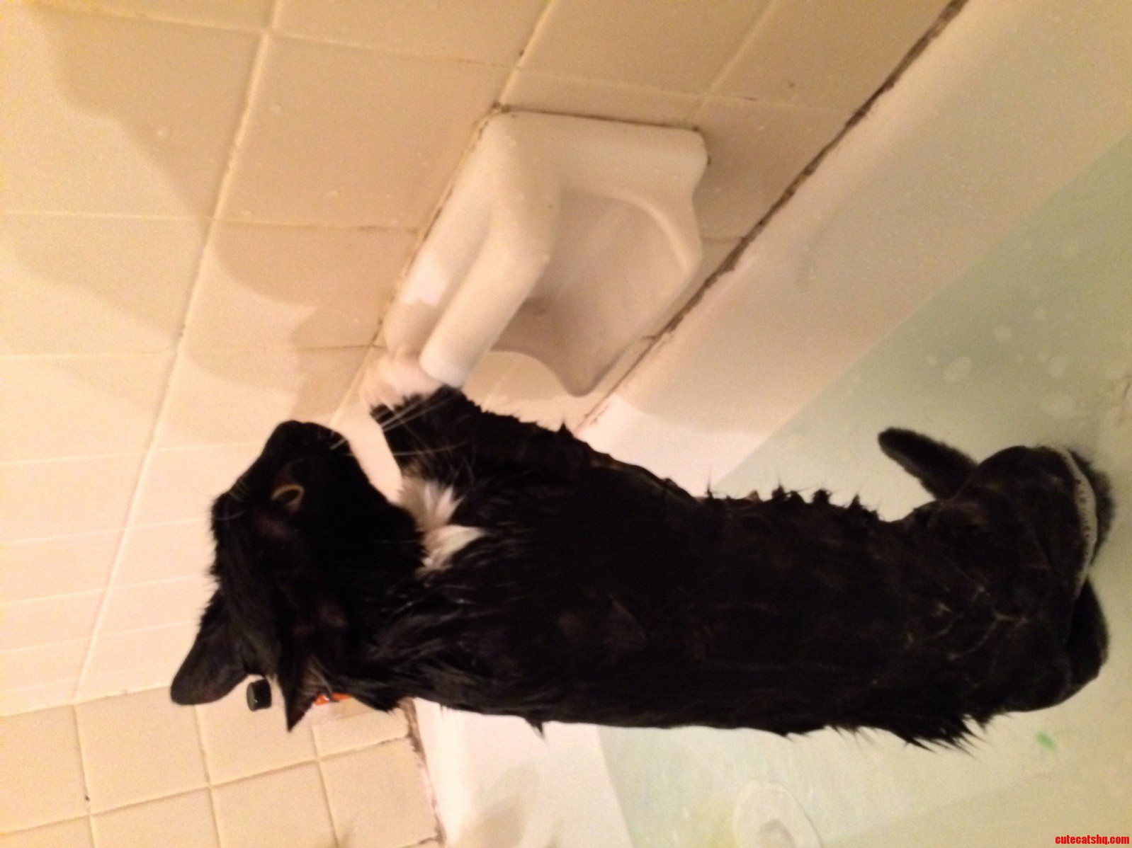 This Is How My Cat Gets His Bath. He Stays Like This and Prays for It to End.