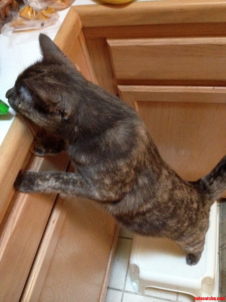 This Is How Piper Asks for Kitty Treats.
