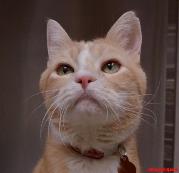 This Is Jamie He Battles Depression from Being in the Shelter. He Is Still a Very Sweet Old Man