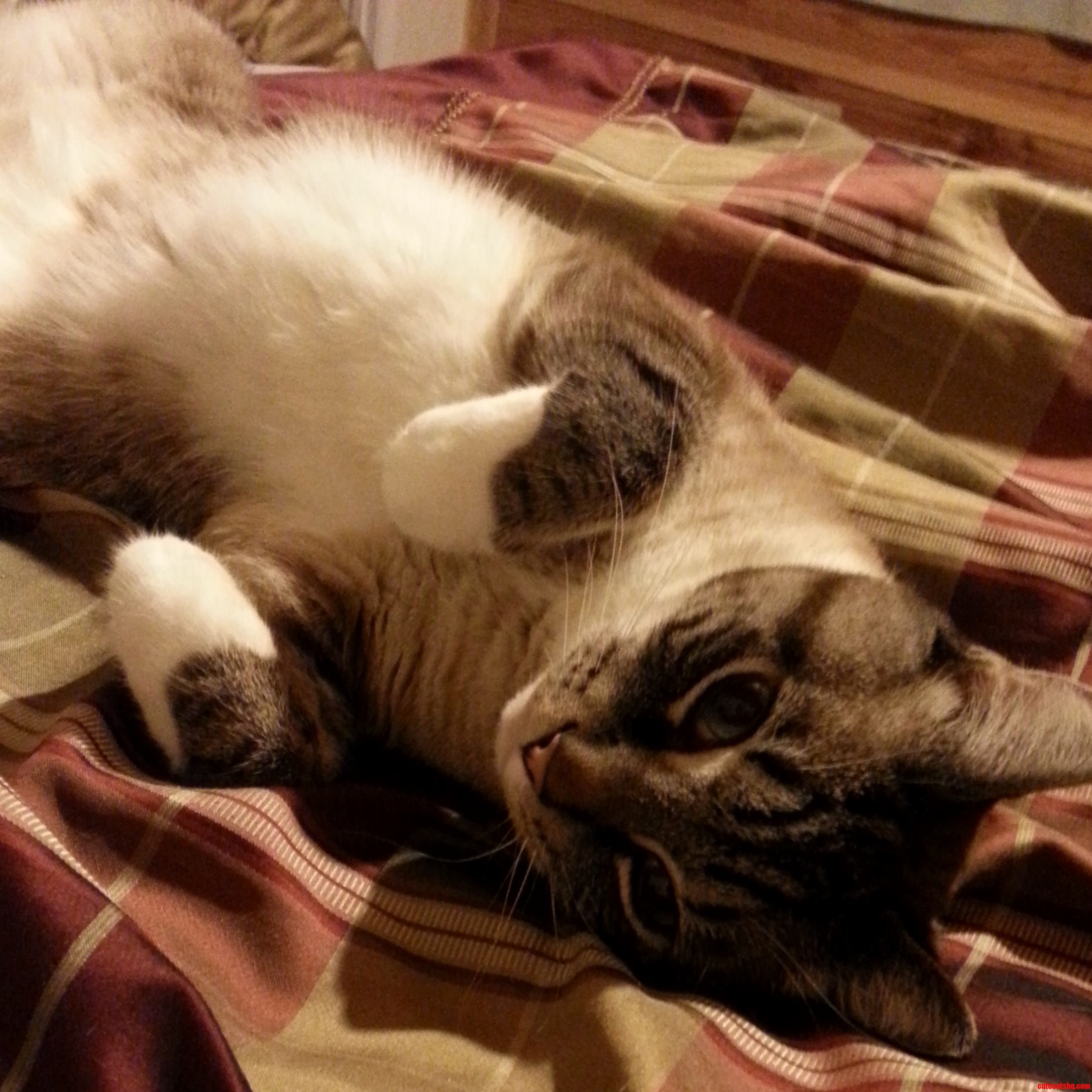 This Is Khezu. He Is One Lazy Boy